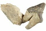 Fossil Primitive Whale (Pappocetus) Premolar - Morocco #238072-1